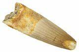 Fossil Spinosaurus Tooth - Real Dinosaur Tooth #266661-1